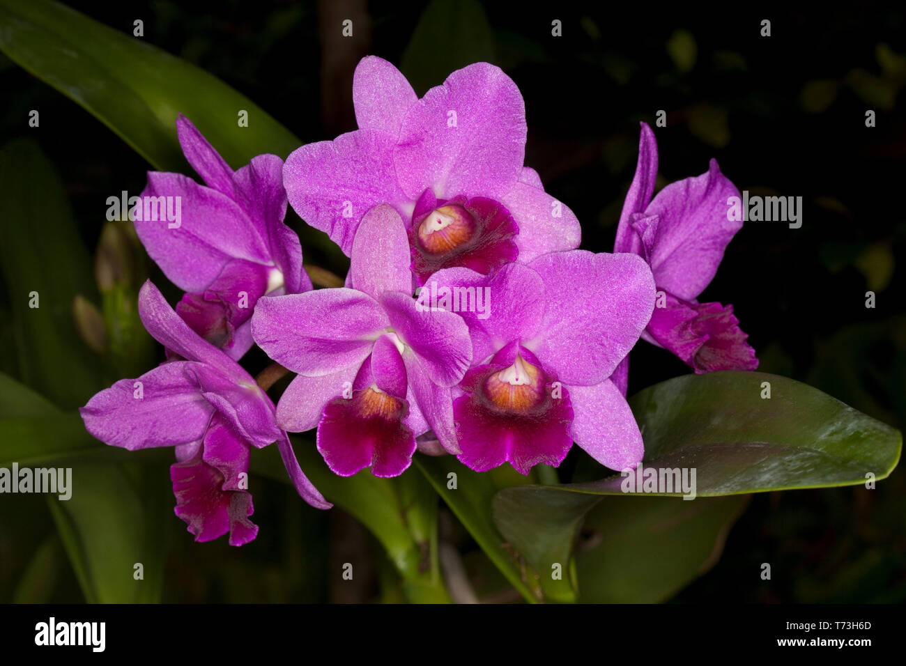 Cluster of spectacular purple / red flowers and green leaves of Cattleya orchid against dark background Stock Photo