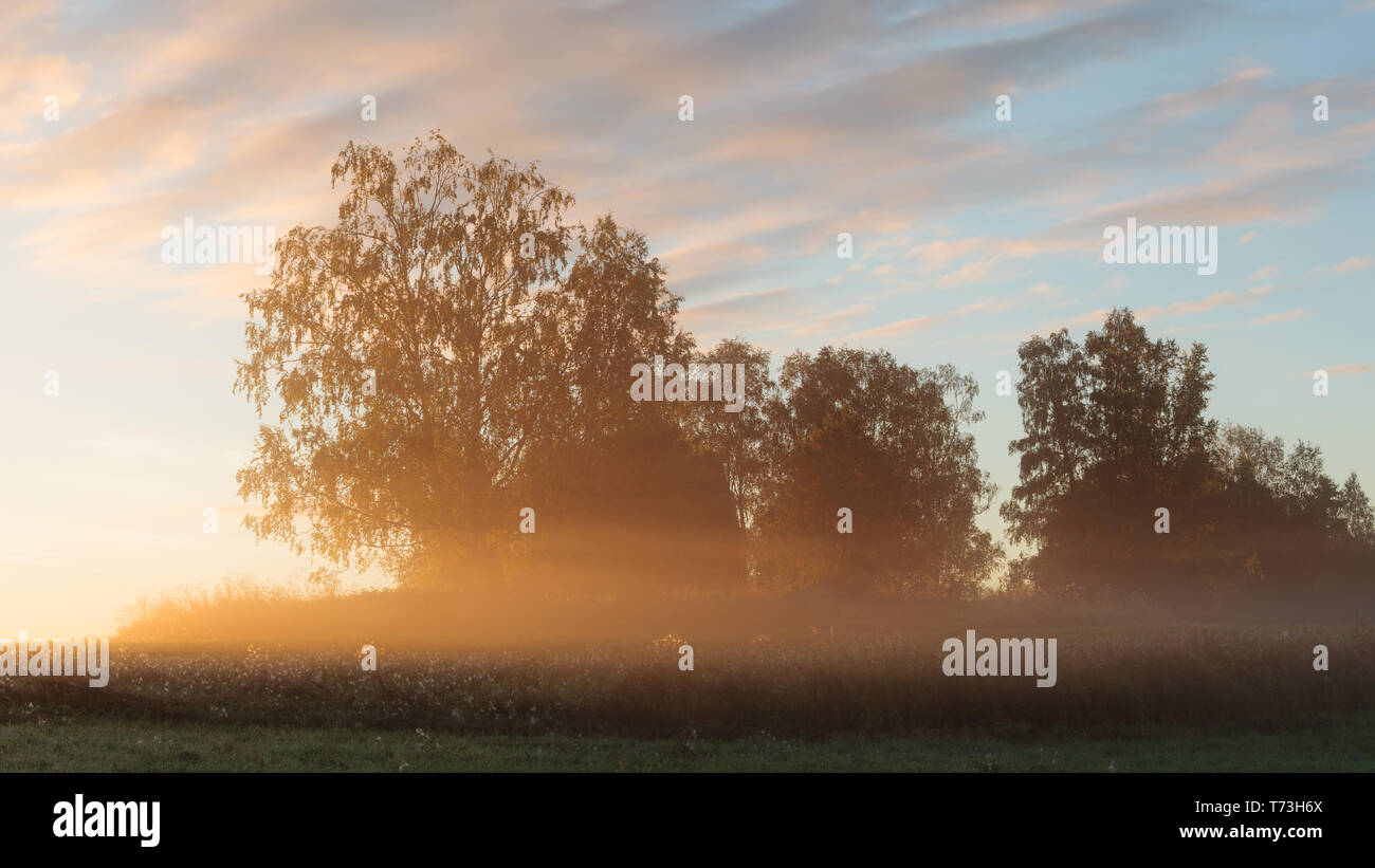 Meadow landscape with mist at dawn and sunrise light Stock Photo - Alamy