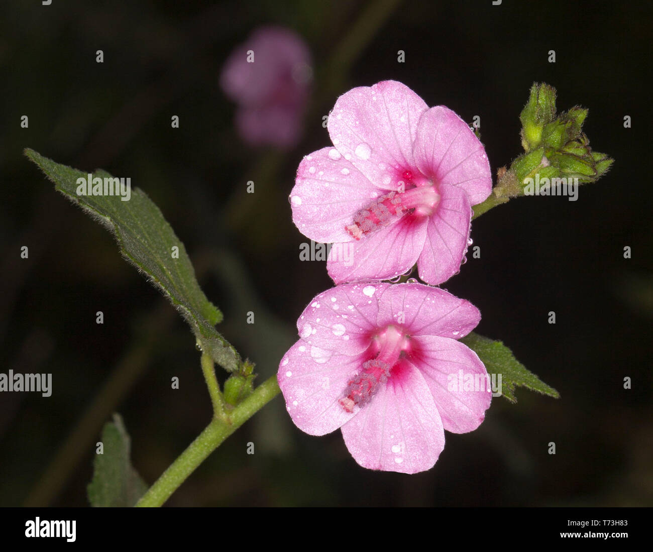 Stunning pink flowers of Australian wildflower Urena lobata, wild hibiscus, with raindrops on petals and green leaves against dark background Stock Photo