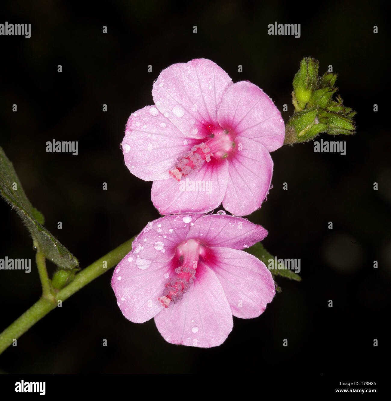 Stunning pink flowers of Australian wildflower Urena lobata, wild hibiscus, with raindrops on petals and green leaves against dark background Stock Photo