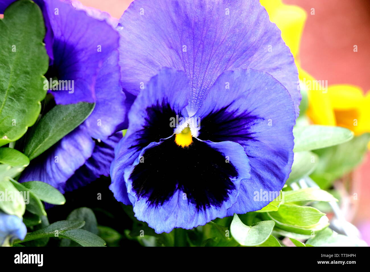 Garden pansy, Giant Pansy, Viola, or hartsease, a hybrid plant cultivated as a garden flower, particularly Viola tricolor, a wildflower of Europe Stock Photo