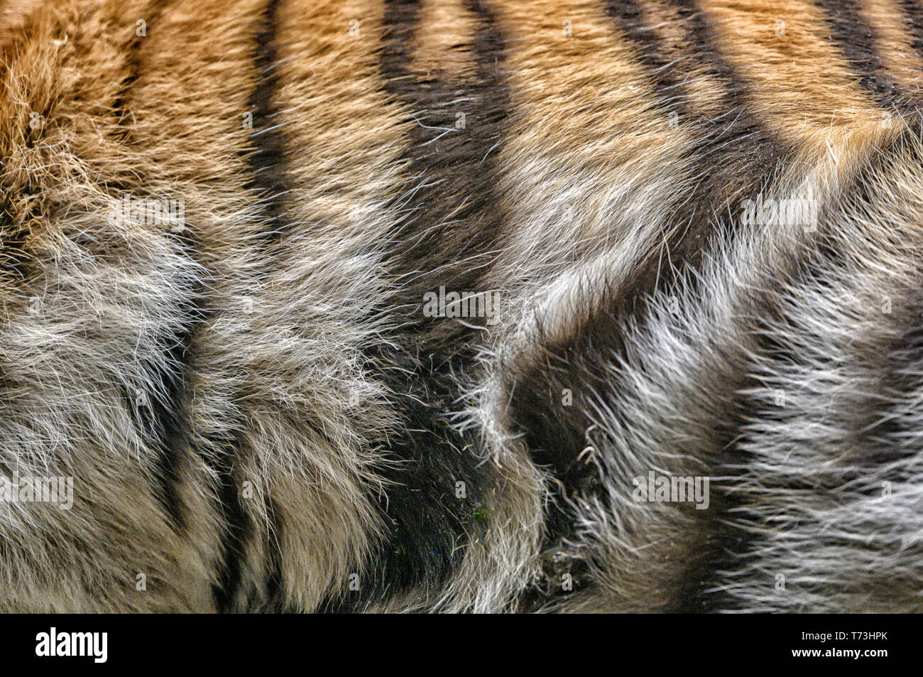 Close up of tiger fur, background Stock Photo