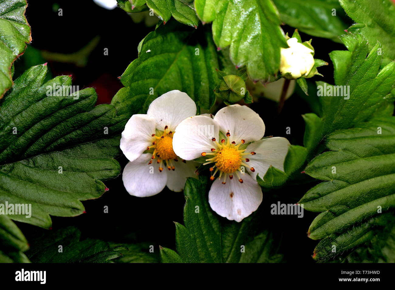 Flowers of Wild Strawberry, Fragaria vesca, woodland strawberry, Alpine strawberry, Carpathian Strawberry, European strawberry, or fraisier des bois Stock Photo