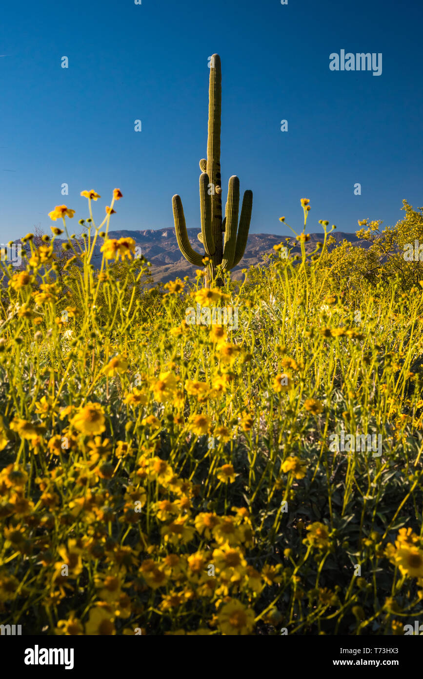Sunsets & Saguaro: Your New Mexico Cactus RV Park Adventure