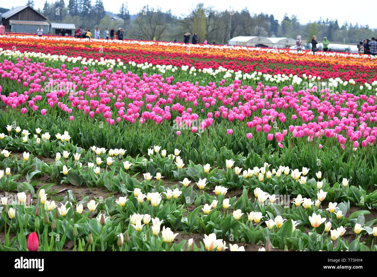 Wooden shoe tulip farm oregon usa hires stock photography and images