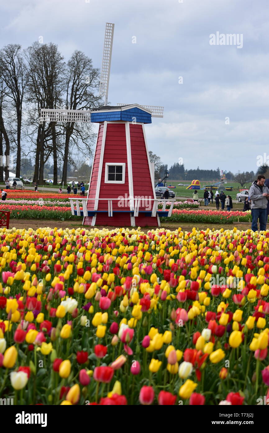 Woodburn, Oregon, USA April 14, 2018 Tulips at Wooden Shoe Tulip