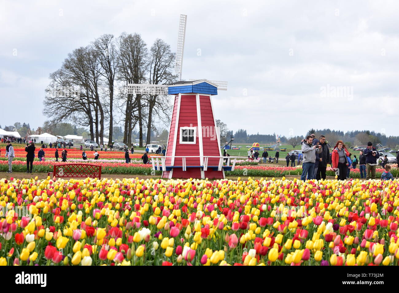 Woodburn, Oregon, USA April 14, 2018 Tulips at Wooden Shoe Tulip
