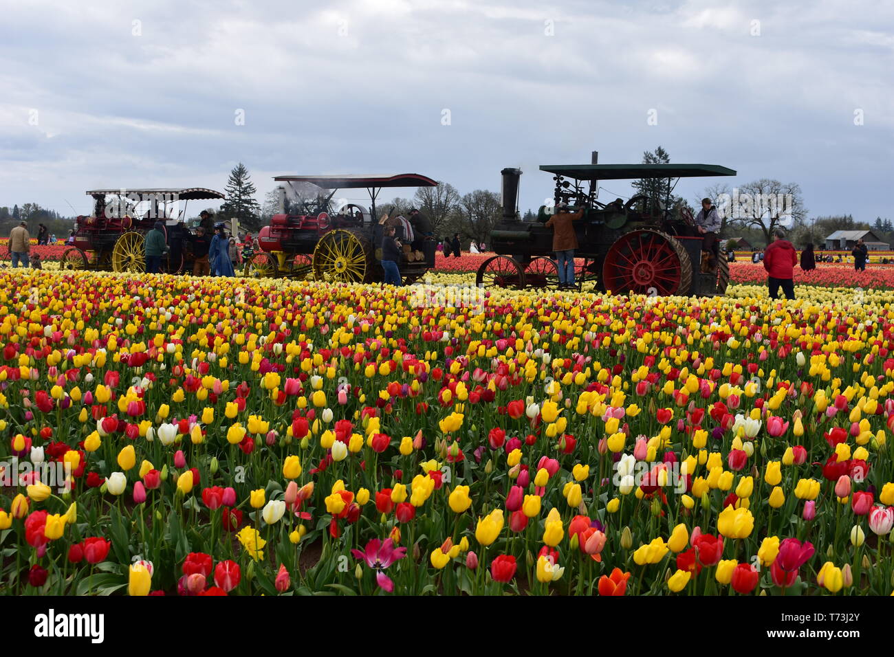 Woodburn, Oregon, USA April 14, 2018 Tulips at Wooden Shoe Tulip