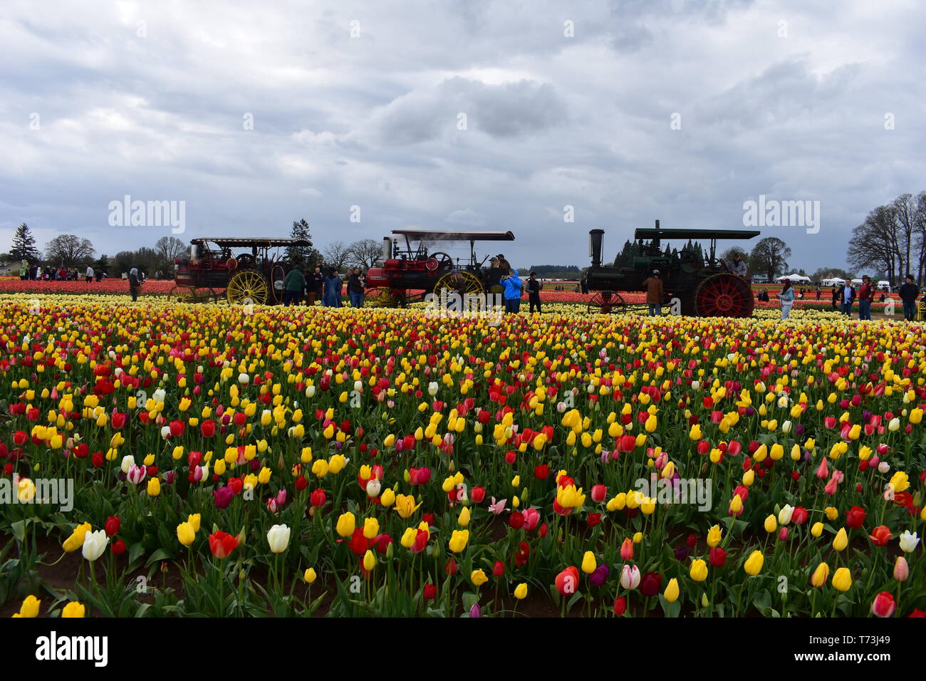 Woodburn, Oregon, USA April 14, 2018 Tulips at Wooden Shoe Tulip