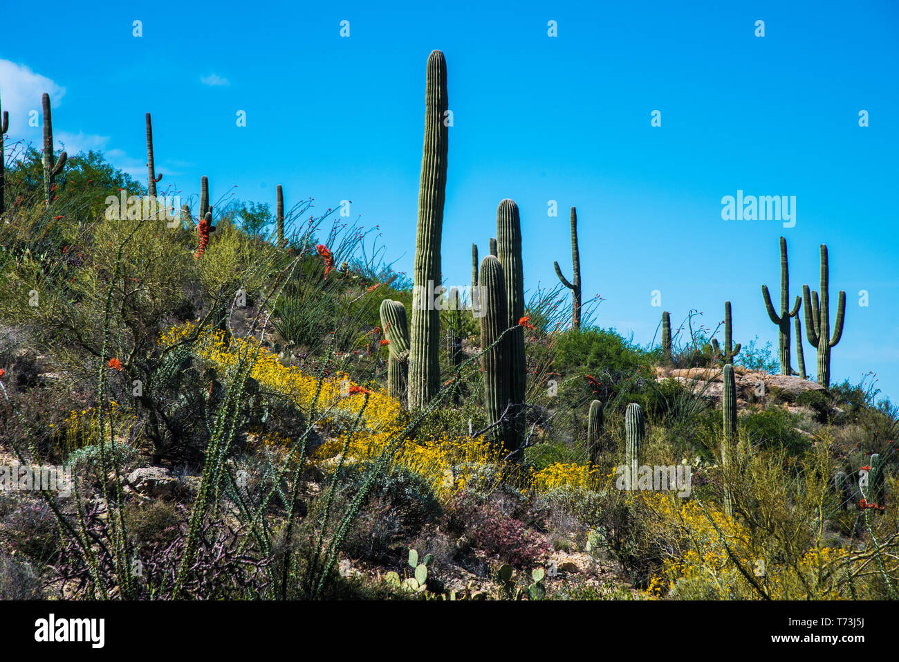 Saguaro Cactus Wildflowers And Sunsets In Saguaro National Park Stock