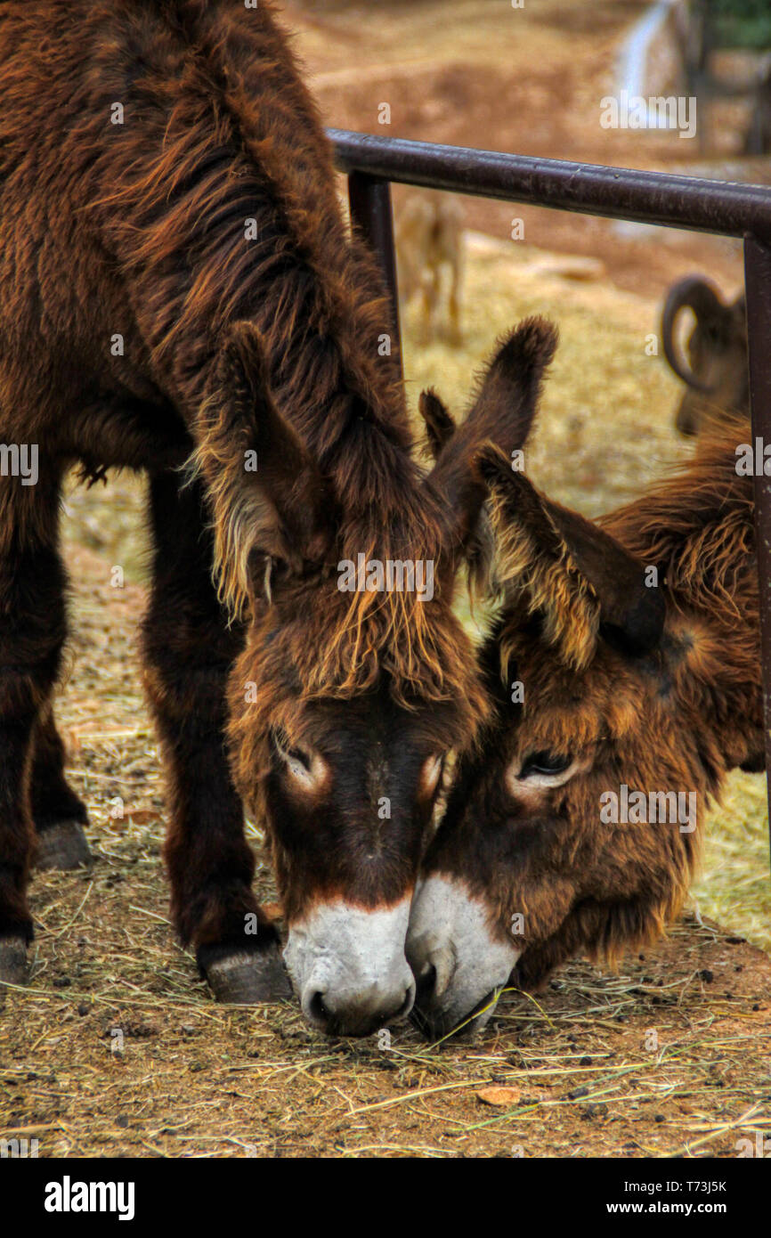 Two brown donkeys eat together Stock Photo
