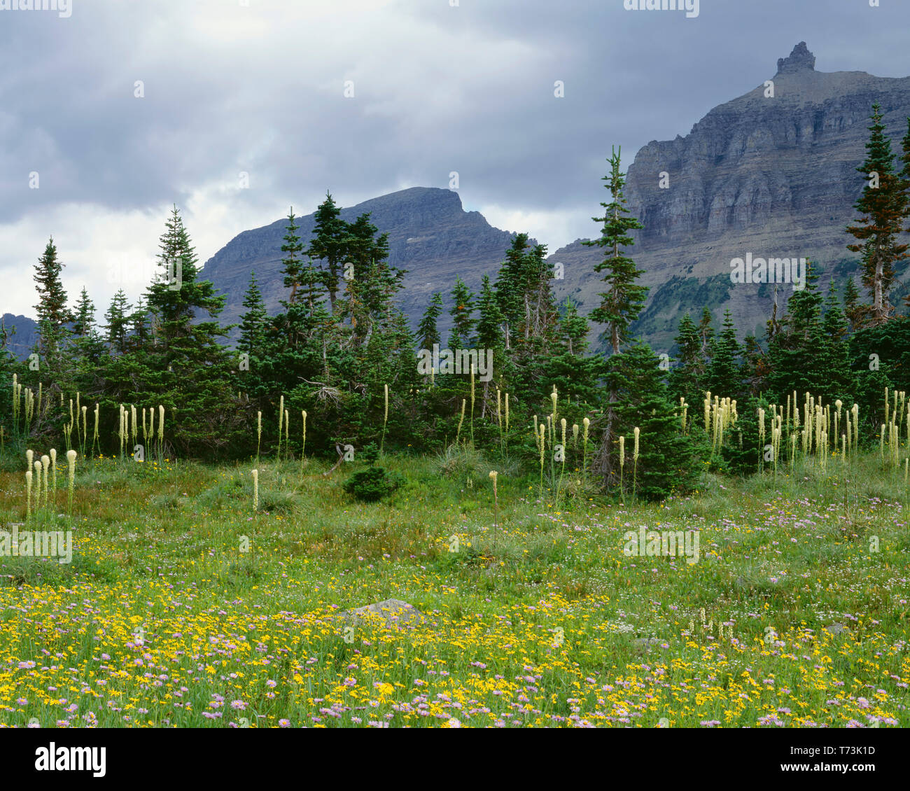 USA, Montana, Glacier National Park, Arnica, fleabane, beargrass and subalpine fir in meadow beneath Logan Pass with storm clouds over peaks. Stock Photo