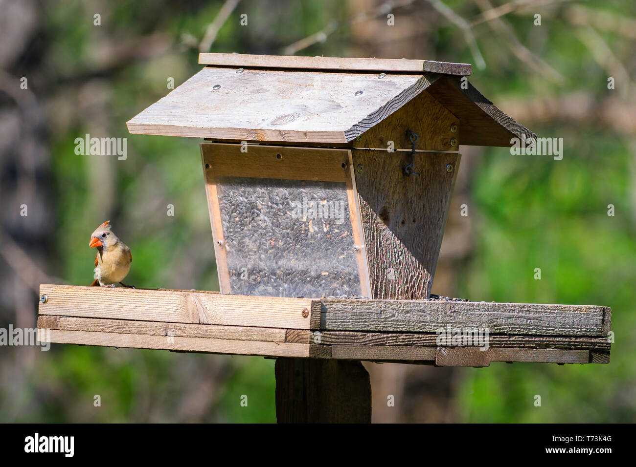 Female Northern Cardinal Perched On A Bird House Feeder Stock
