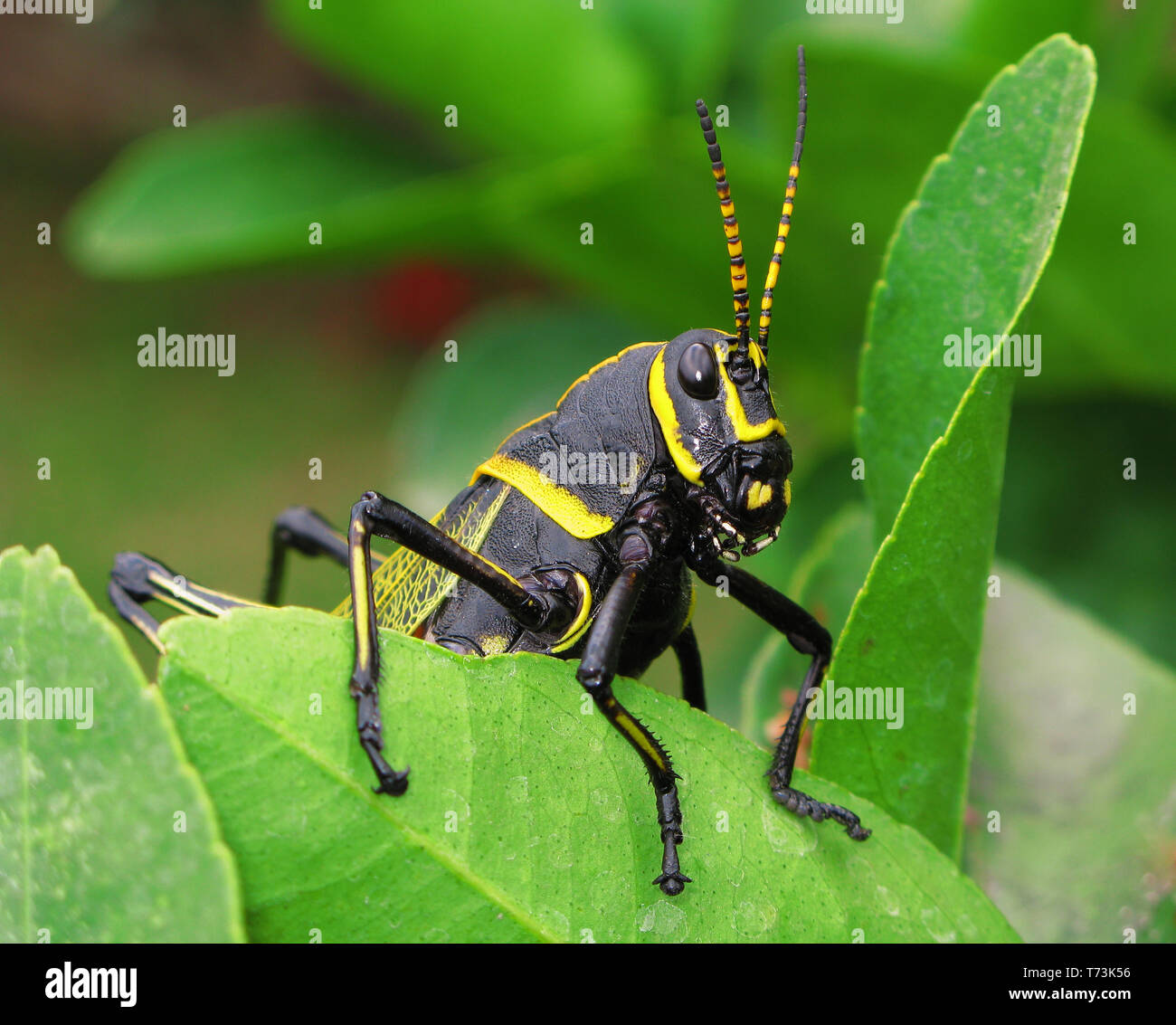 Horse Lubber Grasshopper (Taeniopoda eques) from Concepcion de Buenos Aires, JAL, Mexico Stock Photo