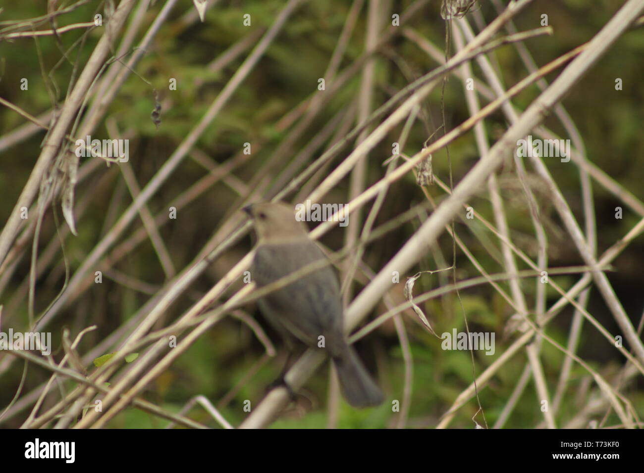 Swainson's Thrush (Catharus ustulatus) perched in a shrub during spring