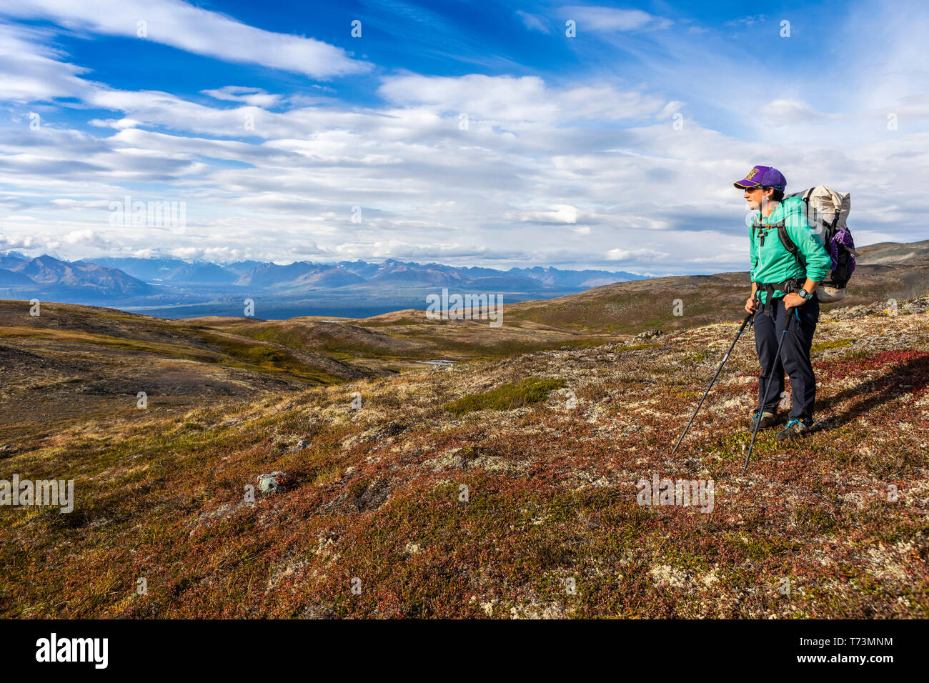 Woman taking in the view, backpacking on the Kesugi Ridge Trail, Denali State Park, in the autumn with the Alaska Range in the background, South-ce... Stock Photo