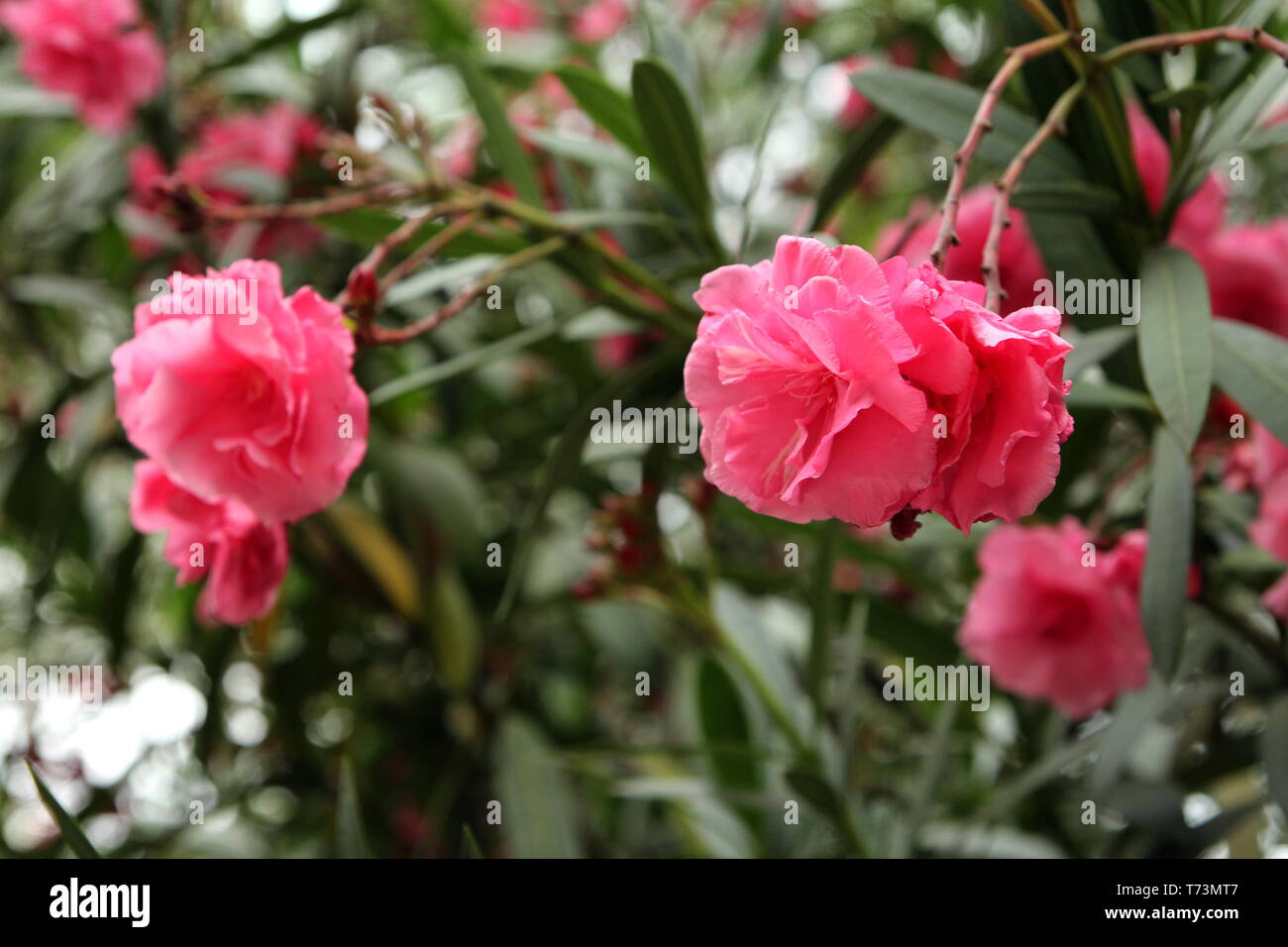 Nerium oleander. Rosea Plena. Stock Photo