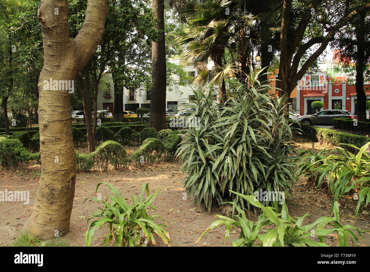 Coyoacan borough, Mexico city Stock Photo - Alamy