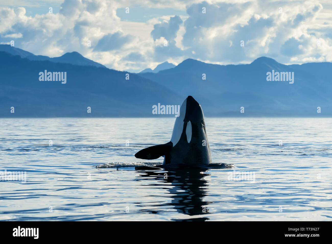 An Orca (Orcinus orca), also known as a killer whale, spyhopping to get an above surface view of its surroundings, Chatham Strait, Inside Passage, ... Stock Photo