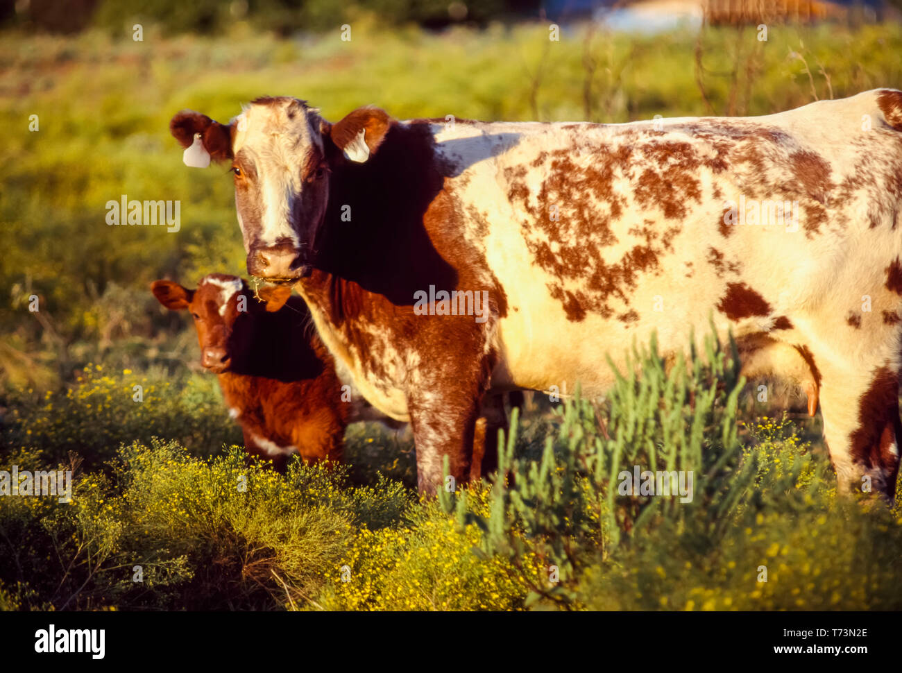 Livestock - Shorthorn cow/calf pair on a green pasture / Childress, Texas, USA. Stock Photo