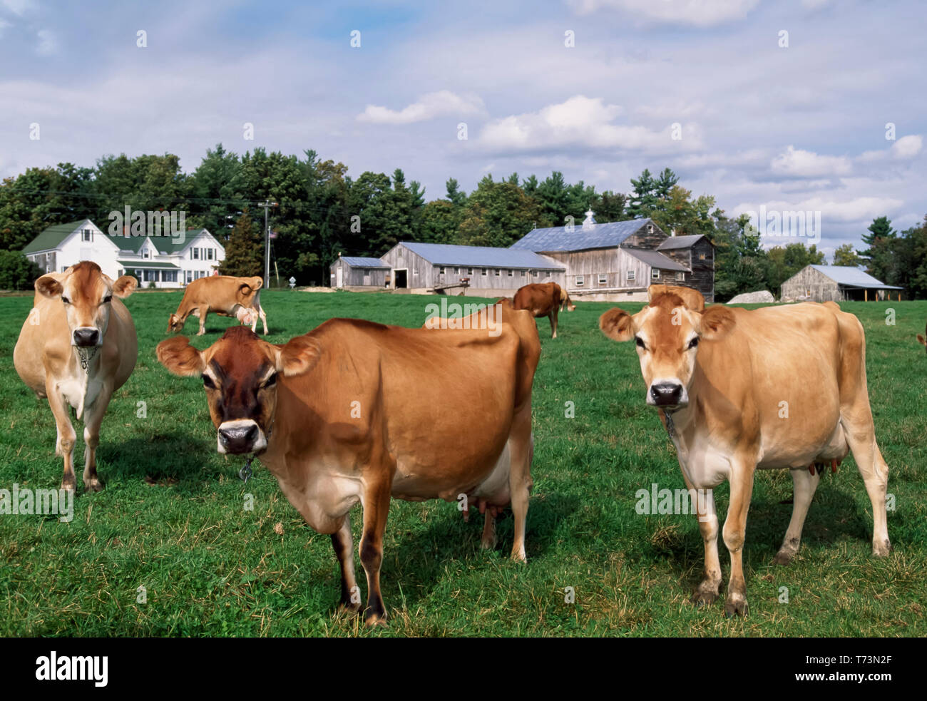 Livestock - Curious Jersey dairy cows on a green pasture with farmstead  buildings in the background / Maine, USA Stock Photo - Alamy