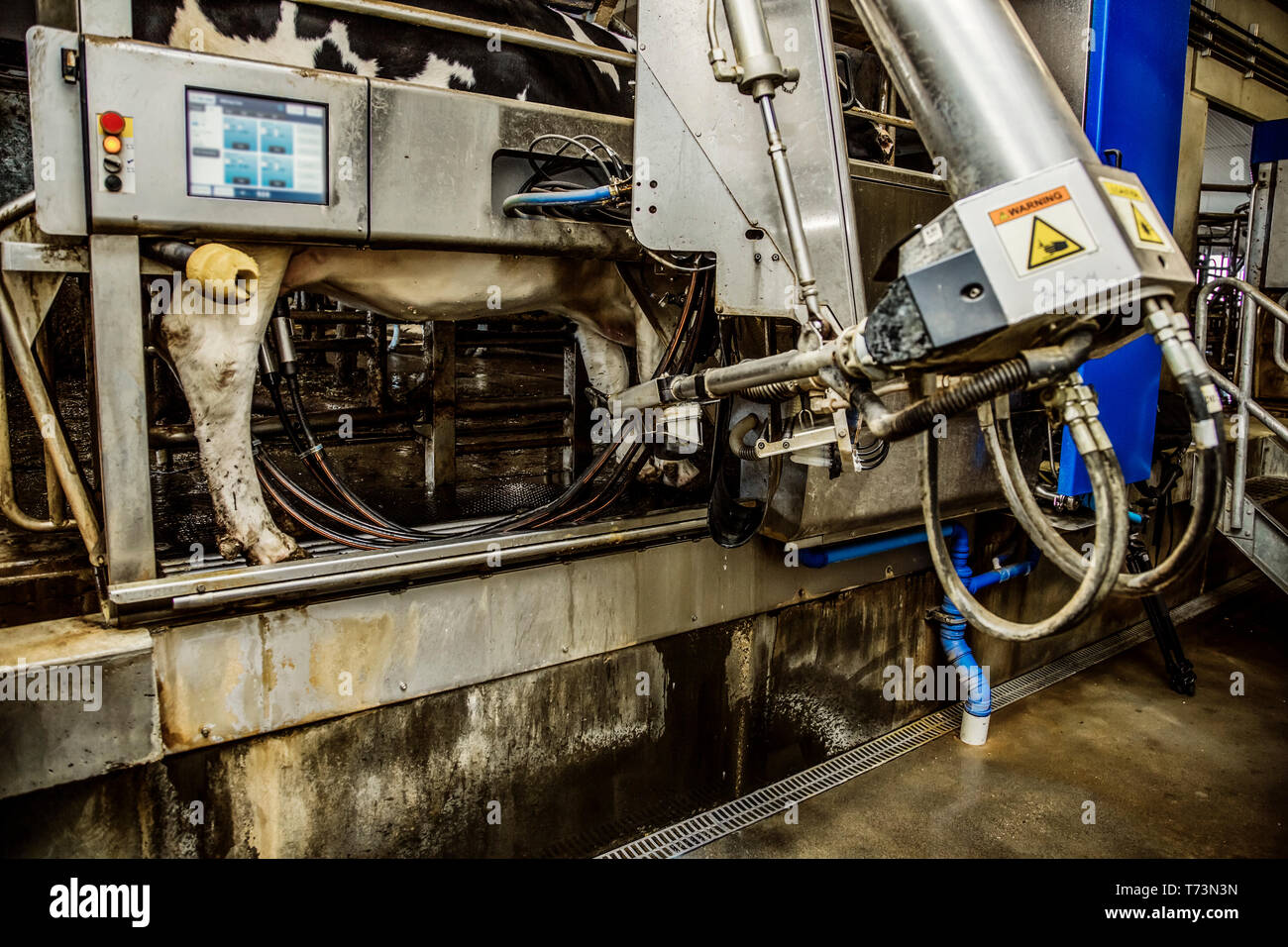 Holstein cow being milked using automated milking equipment with lasers