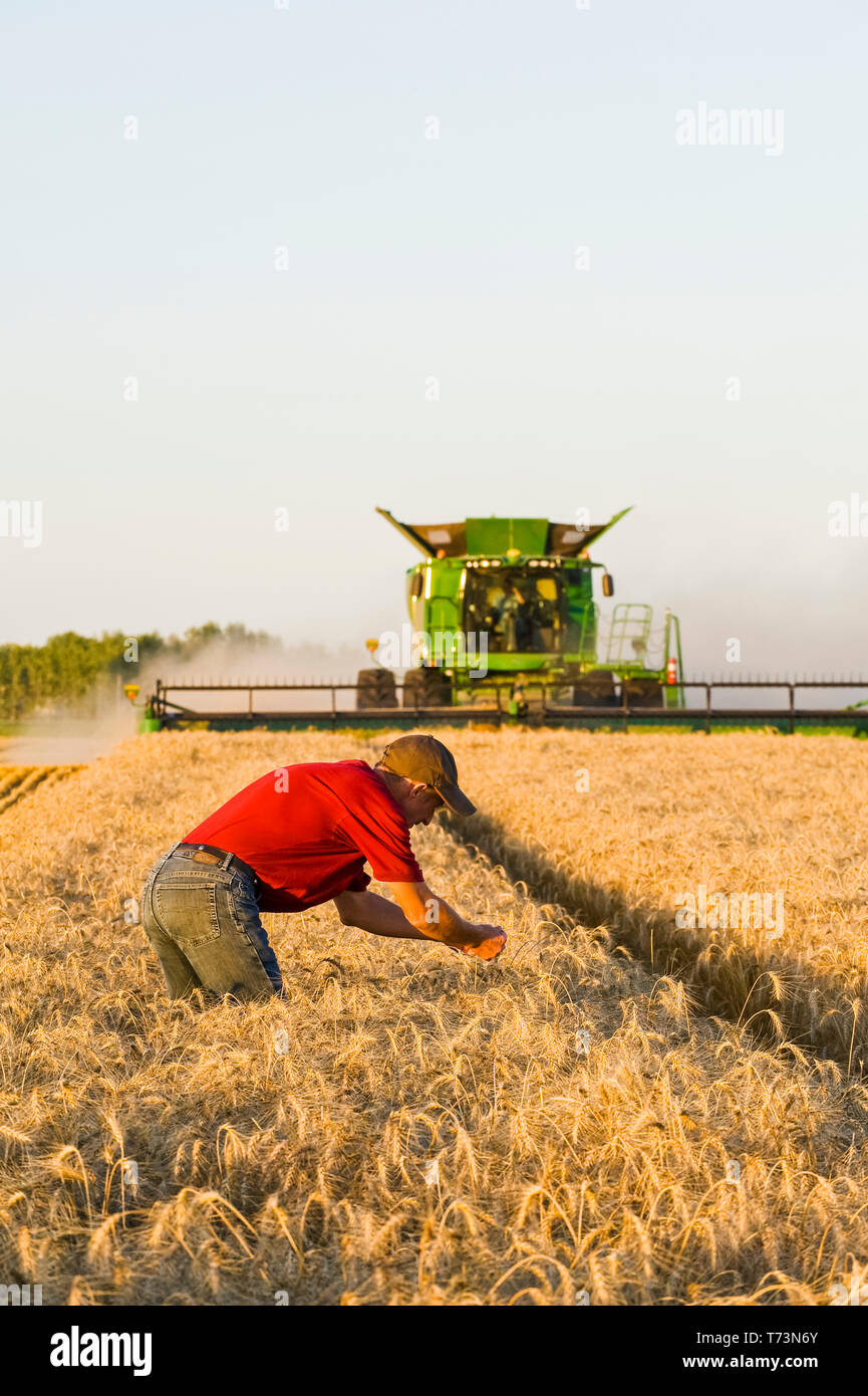 A farmer examines the crop while a combine harvester harvests winter wheat, near Niverville; Manitoba, Canada Stock Photo