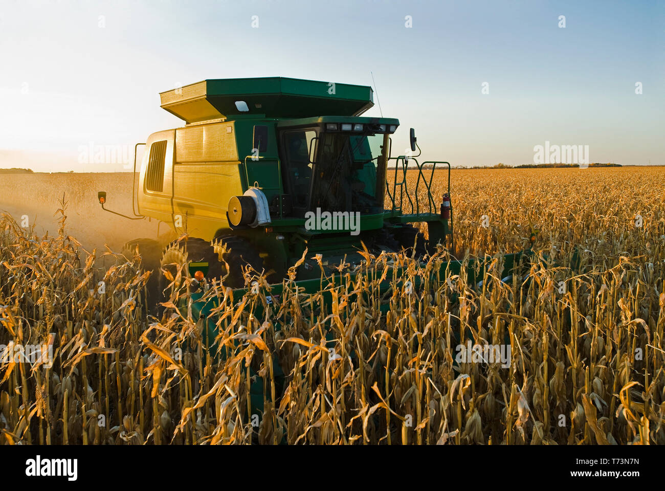 A combine harvester works in a field of mature feed/grain corn during the harvest, near Niverville; Manitoba, Canada Stock Photo