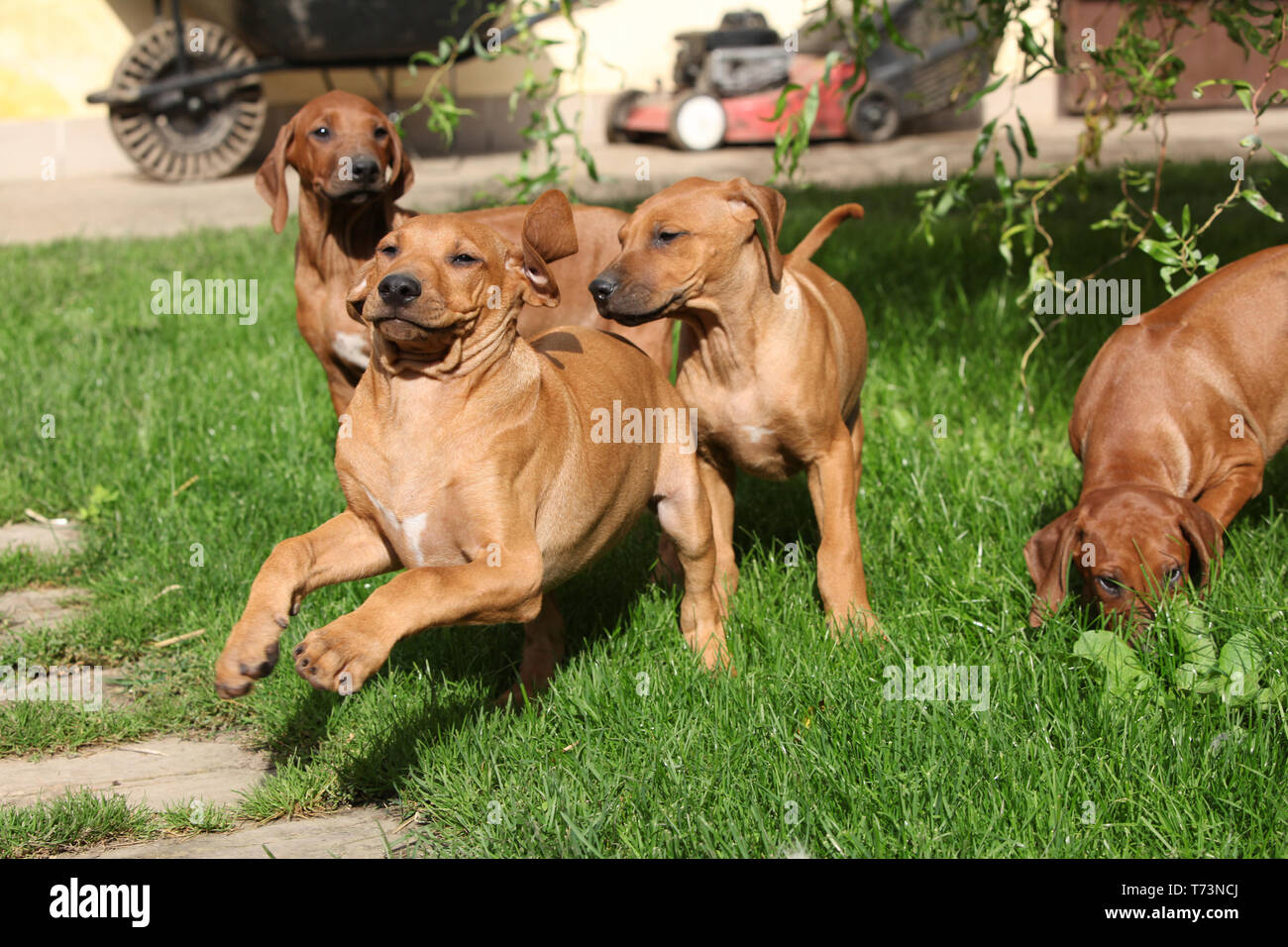 Rhodesian ridgeback puppies jumping in the garden Stock Photo - Alamy