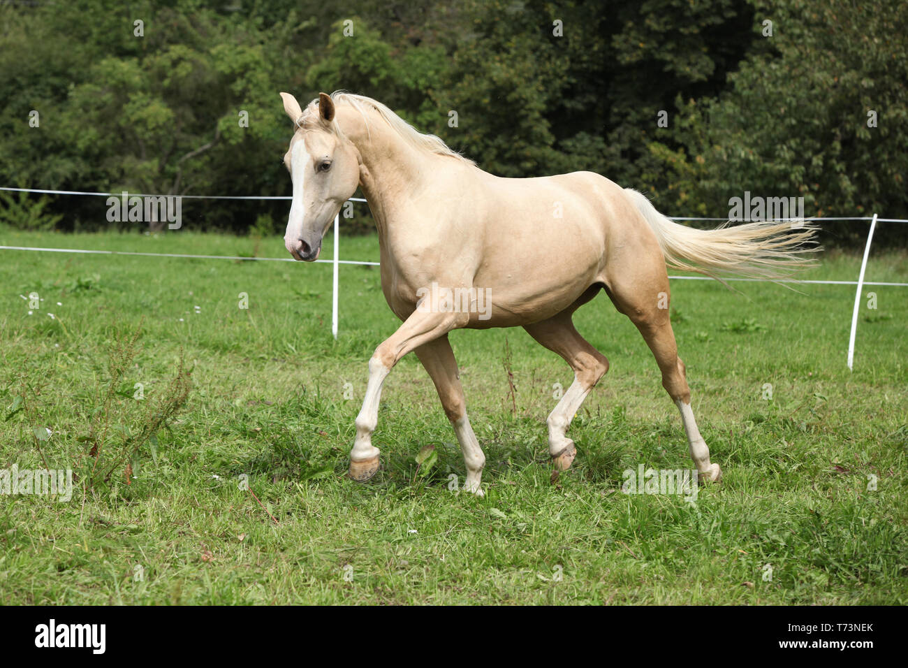 Palomino Horse Running