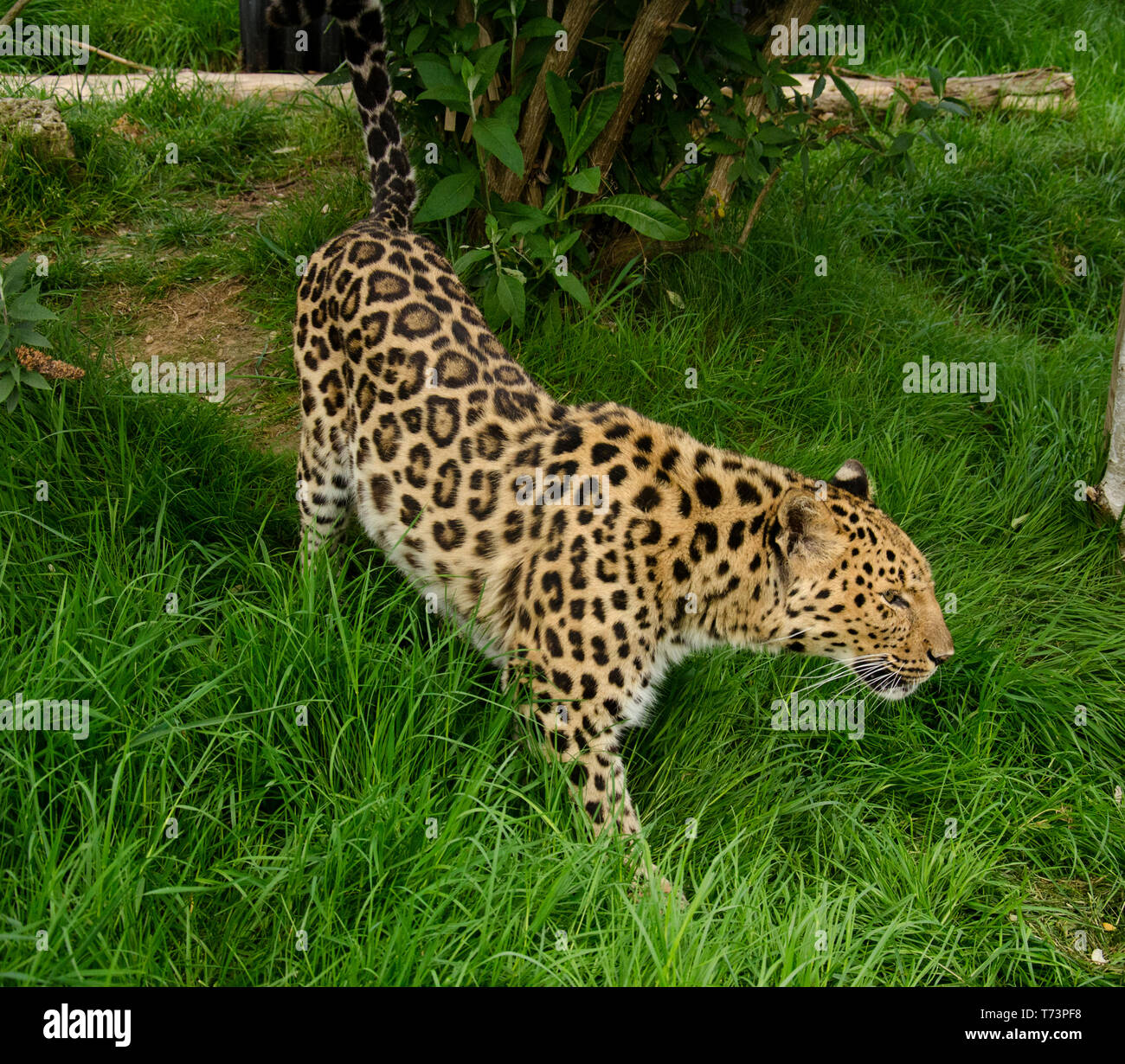 North Chinese Leopard Panthera padres japonensis Stock Photo