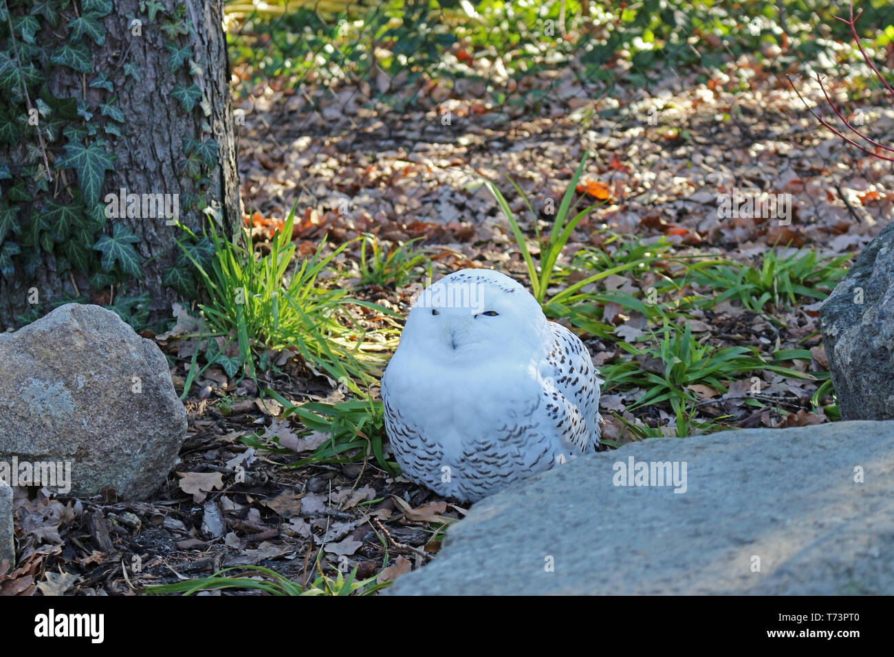 The snow owl is a great white owl. The snow owl is active during the day, especially in the summer. Her food is the hunting of rodents and waterfowl, Stock Photo