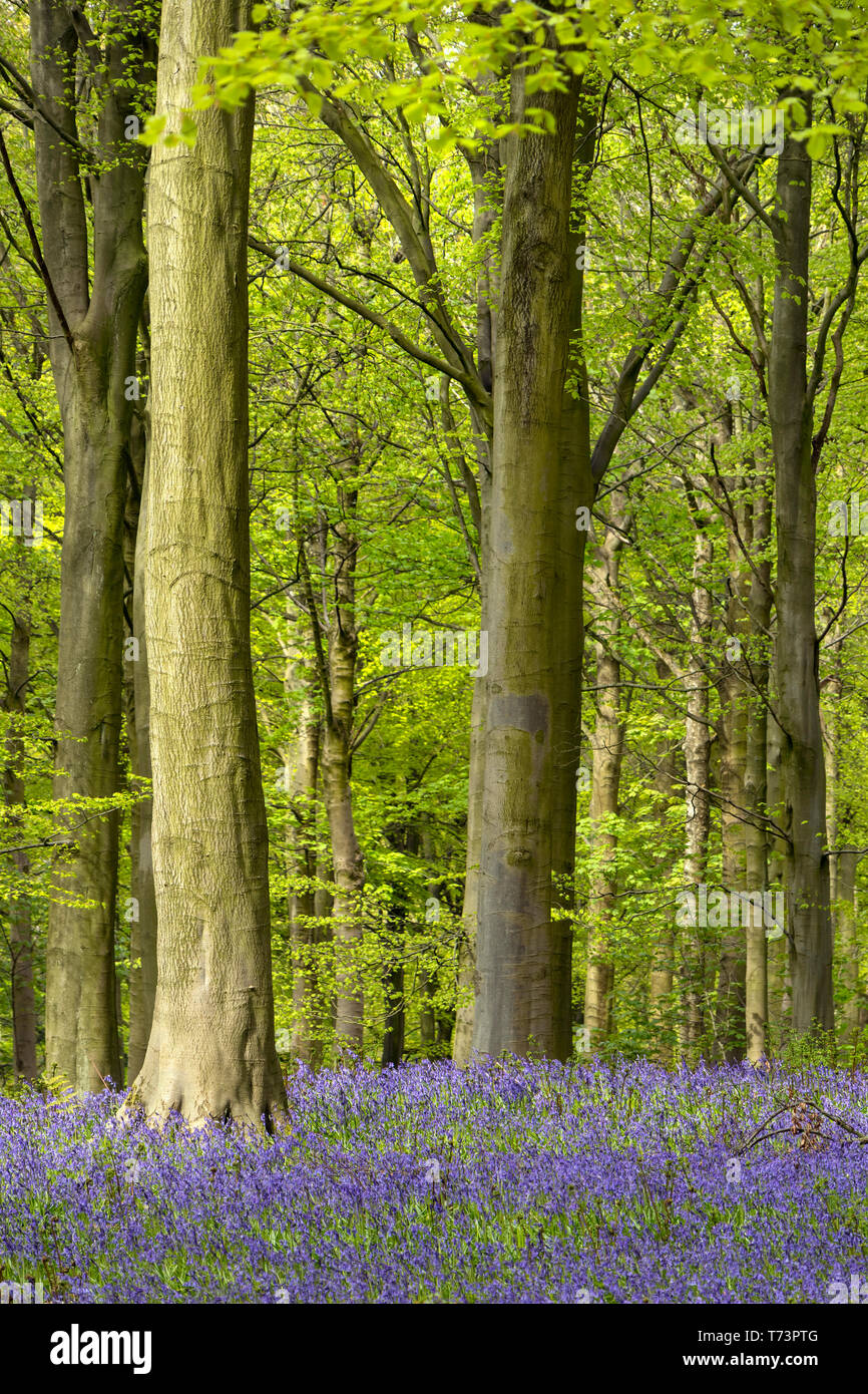 Bluebell Wood, County Durham, UK Stock Photo