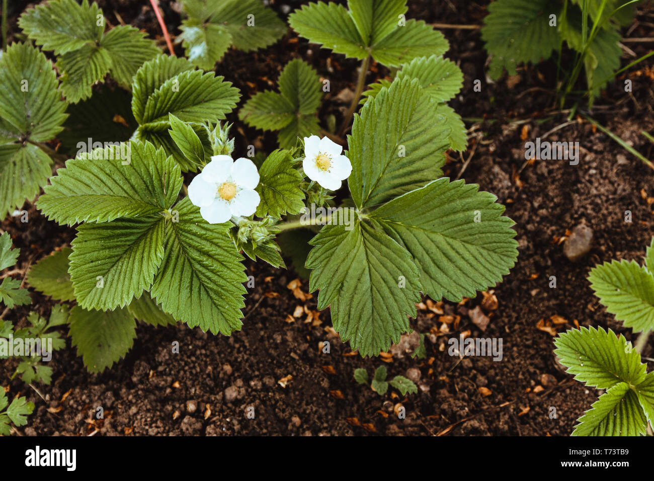 Flower of strawberries in the garden Stock Photo - Alamy