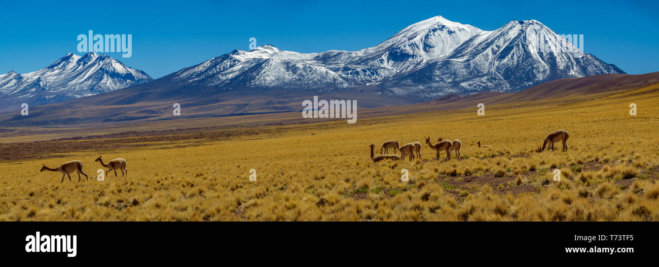 Vicugna vicugna cattle in Atacama high plateau with snow covered volcanoes Stock Photo