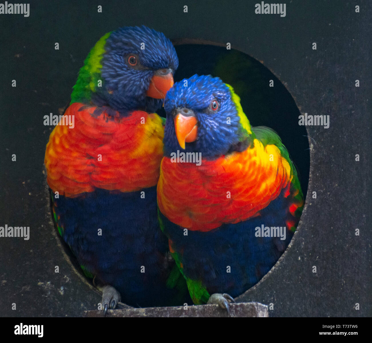 Mountain lorikeets hires stock photography and images Alamy