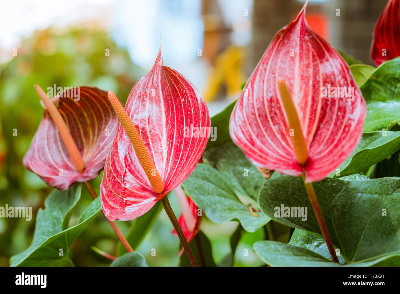 Close up of anthurium red Flamingo flowers or Boy flowers Pigtail Anthurium  in botanic garden (Anthurium andraeanum, Araceae or Arum Stock Photo - Alamy