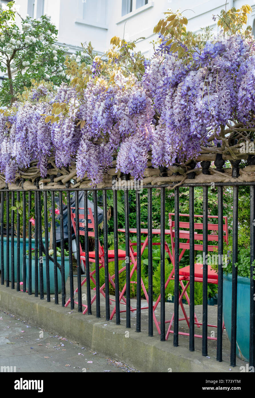 Wisteria covering railings in spring. Launceston Place, South Kensington, London. England Stock Photo