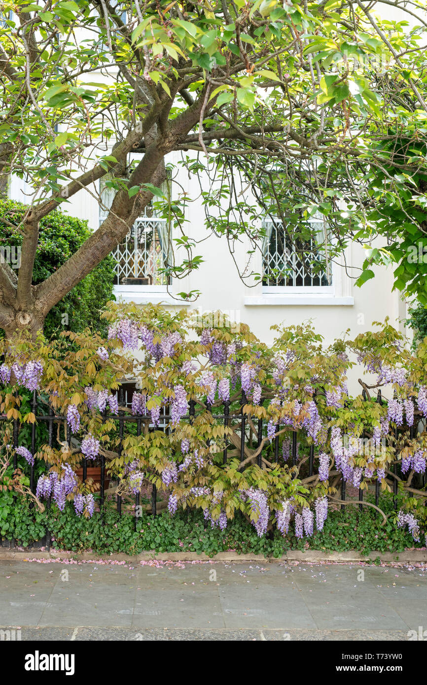 Wisteria covering railings in spring. Launceston Place, South Kensington, London. England Stock Photo