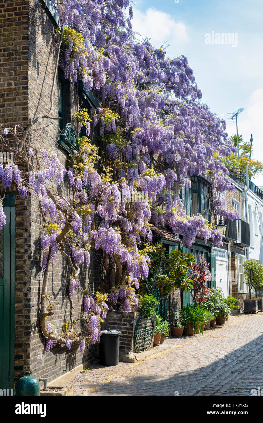 Wisteria covering a house front in spring. Kynance Mews, South Kensington, SW7, London. England Stock Photo