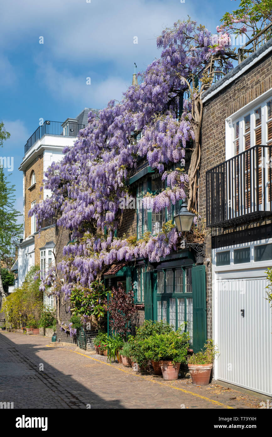 Wisteria covering a house front in spring. Kynance Mews, South Kensington, SW7, London. England Stock Photo
