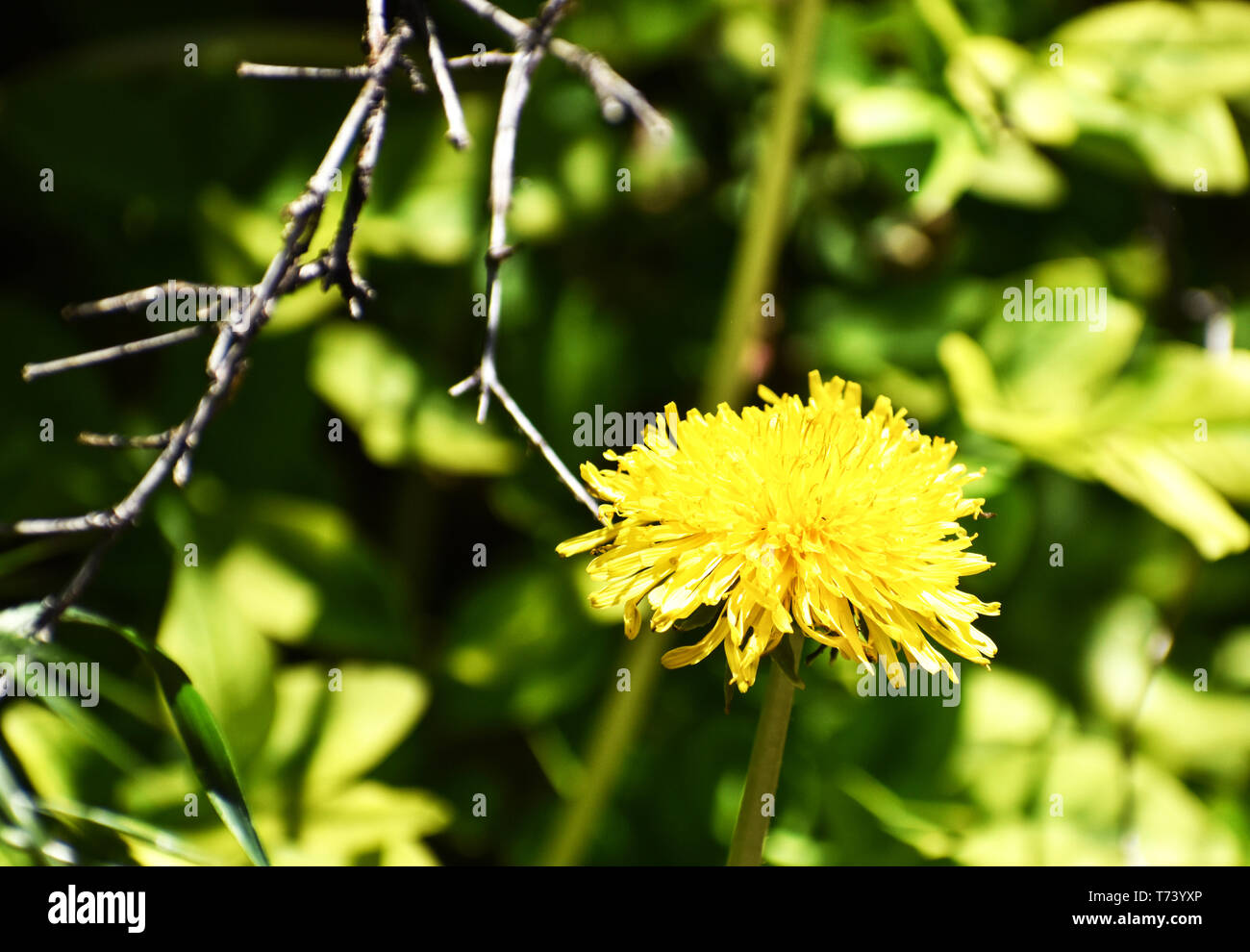 Vivid closeup of Yellow Single Dandelion Flower with Gorgeous Greenery in Background Stock Photo