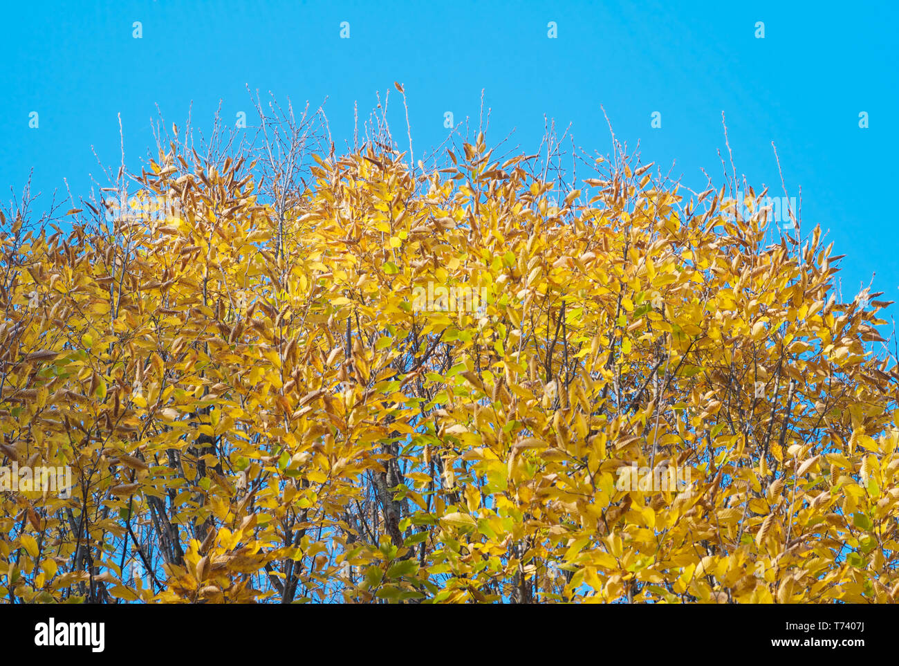 Golden tree leaves hi-res stock photography and images - Alamy