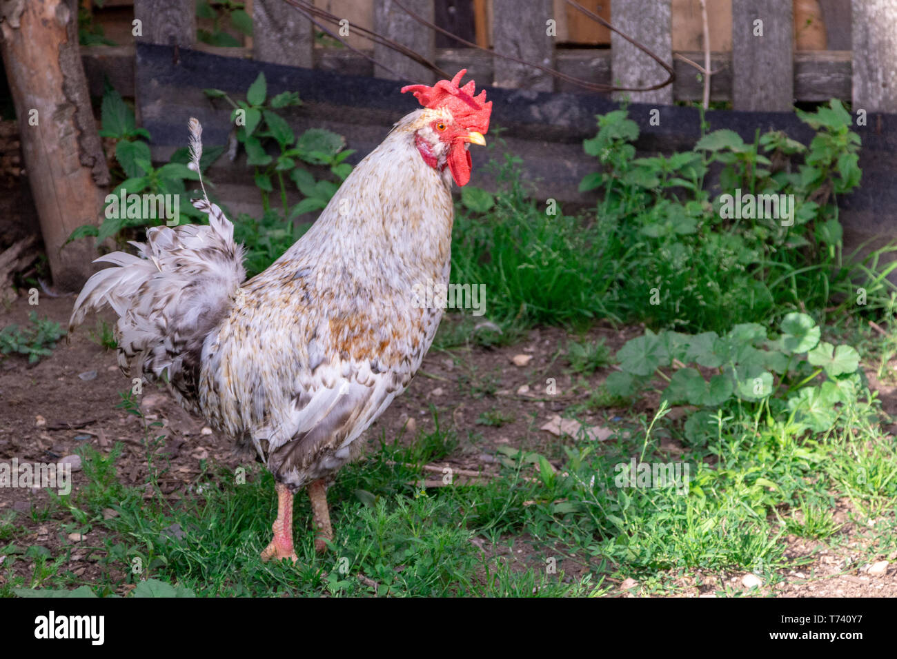 Bright Horizontal close-up portrait image in warm colors with selective