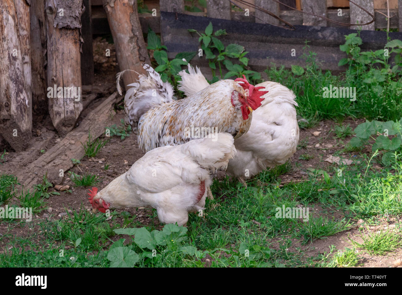 Bright Horizontal close-up portrait image in warm colors with selective