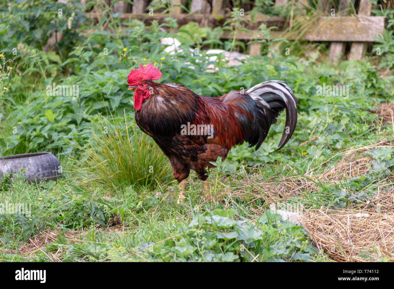Bright Horizontal close-up portrait image in warm colors with selective