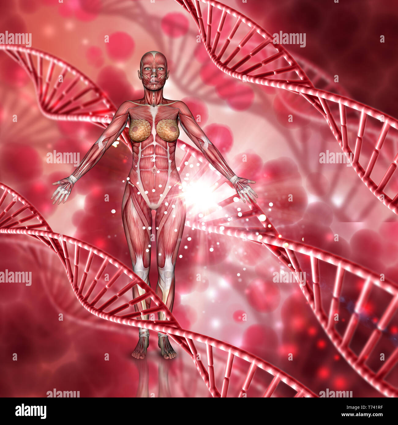 Matlab Plot Human Body 3D render of a female medical figure with muscle map on a DNA strands ...