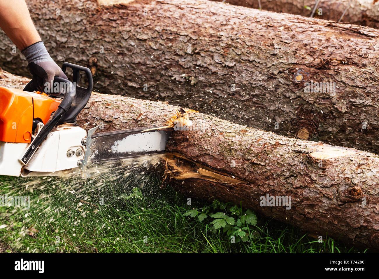 Strong man is cutting a tree with a chainsaw Stock Photo - Alamy