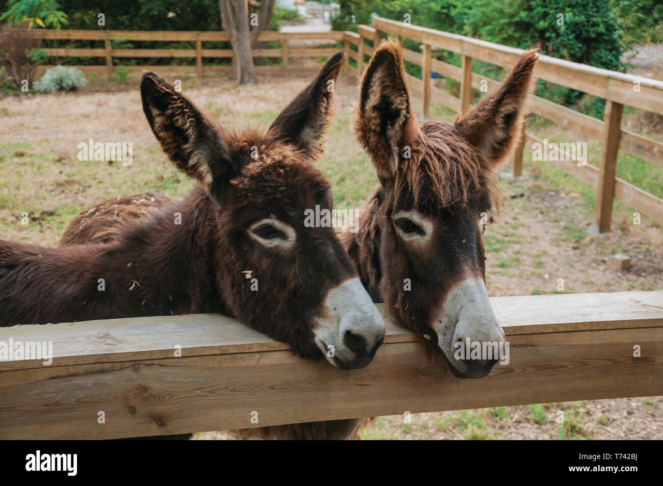 Pair of nice donkeys behind a wooden fence on sunset, in a farm near Elvas. A gracious city on the easternmost frontier of Portugal. Stock Photo