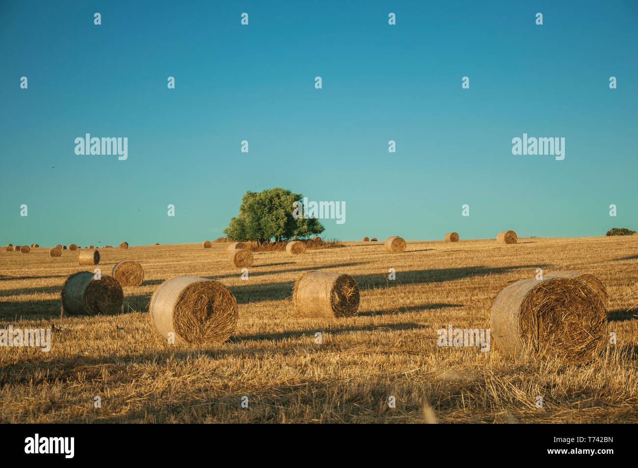 Agriculture In Portugal High Resolution Stock Photography and Images